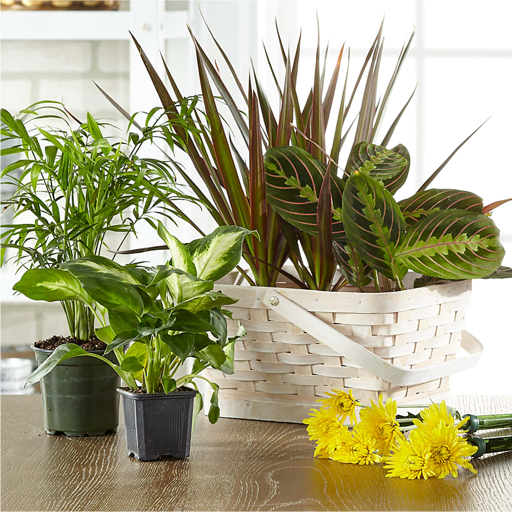 Florist Designed Blooming and Green Plants in a Basket – Blossom Street Florist, Lauderhill FL