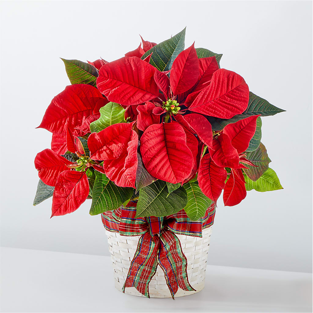 Happiest Holidays Poinsettia – Blossom Street Florist, Lauderhill FL