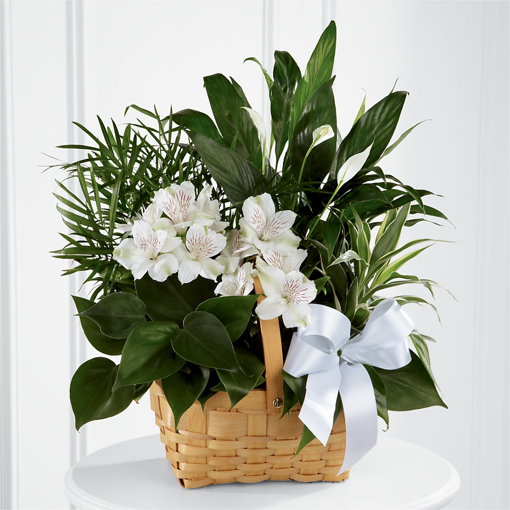Peace & Serenity Dishgarden – Blossom Street Florist, Lauderhill FL