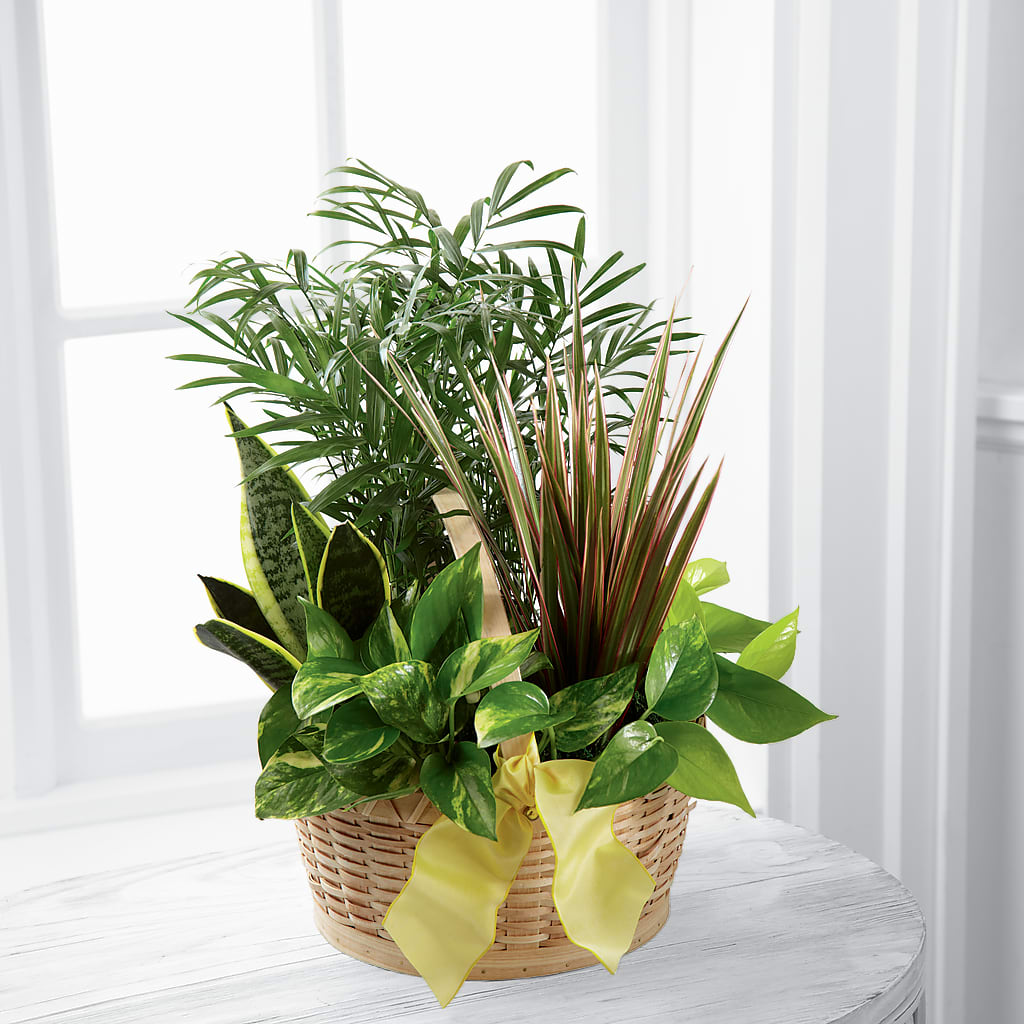 French Garden – Blossom Street Florist, Lauderhill FL