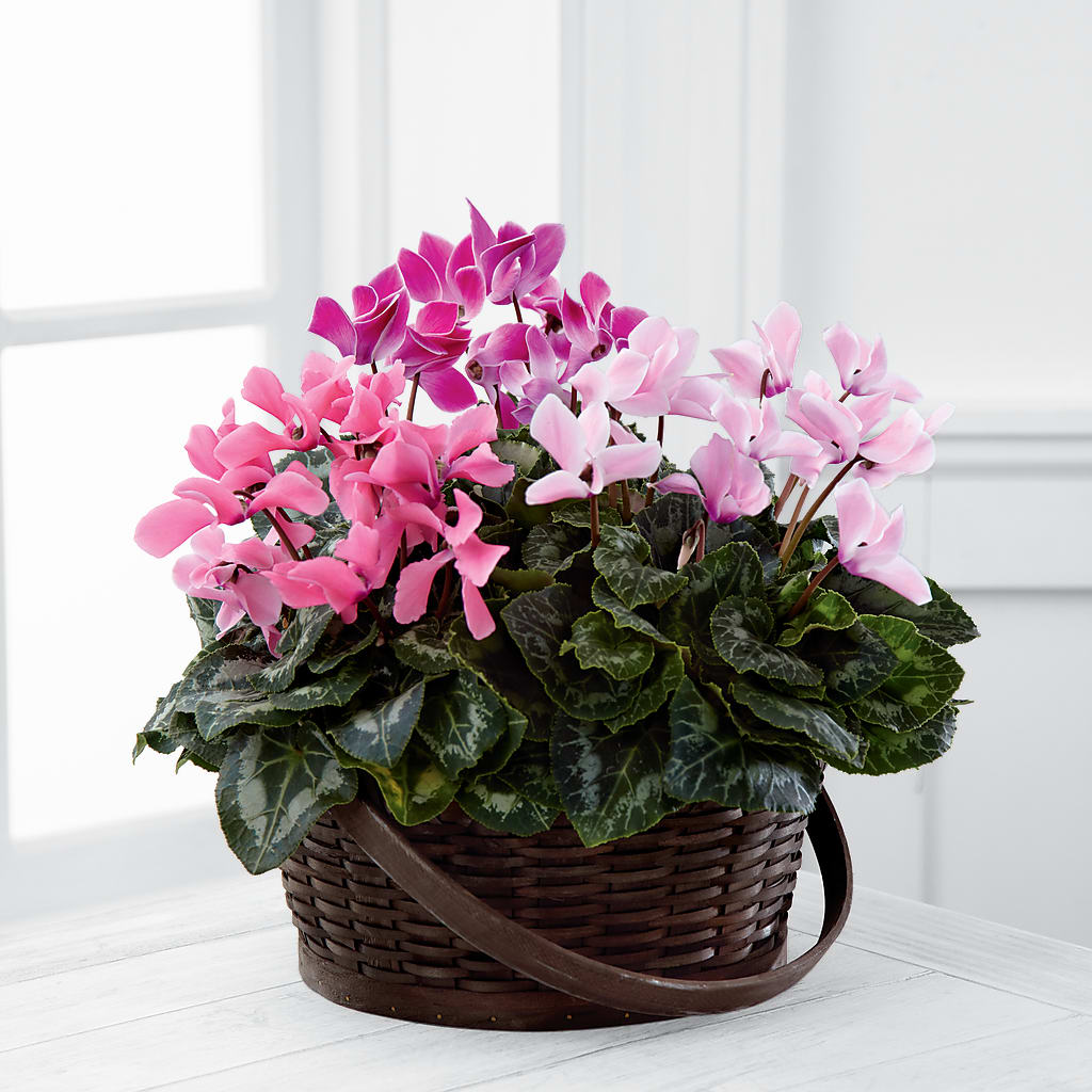 Mixed Cyclamen Planter – Blossom Street Florist, Lauderhill FL