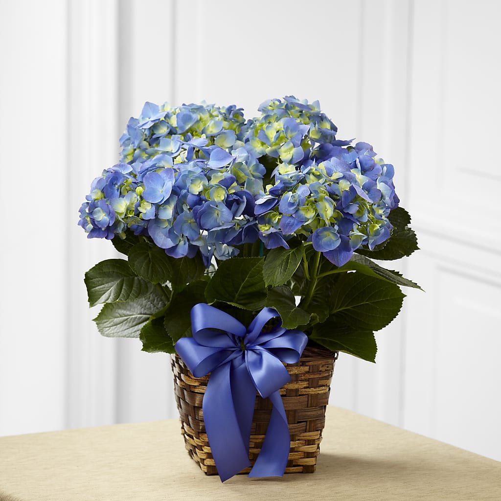 Blue Hydrangea Planter – Blossom Street Florist, Lauderhill FL