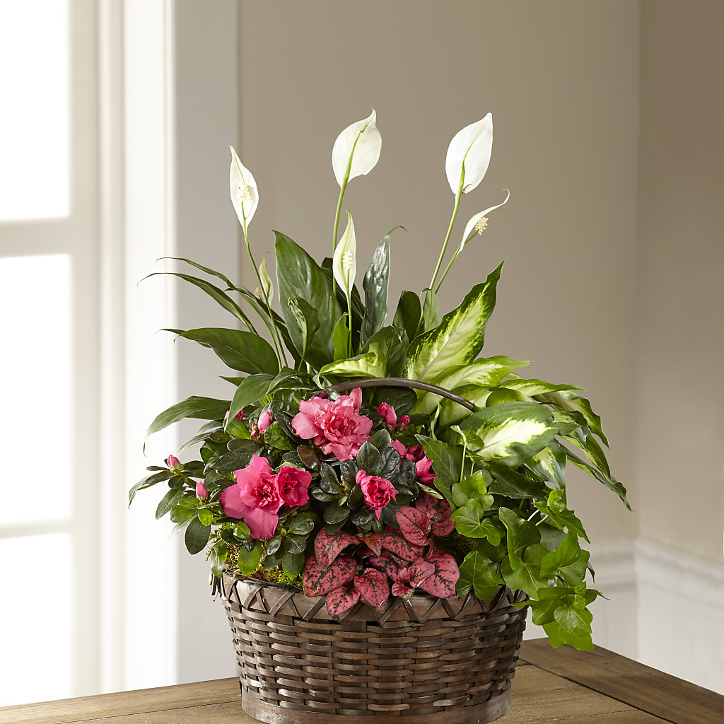 Dream in Pink Dishgarden – Blossom Street Florist, Lauderhill FL