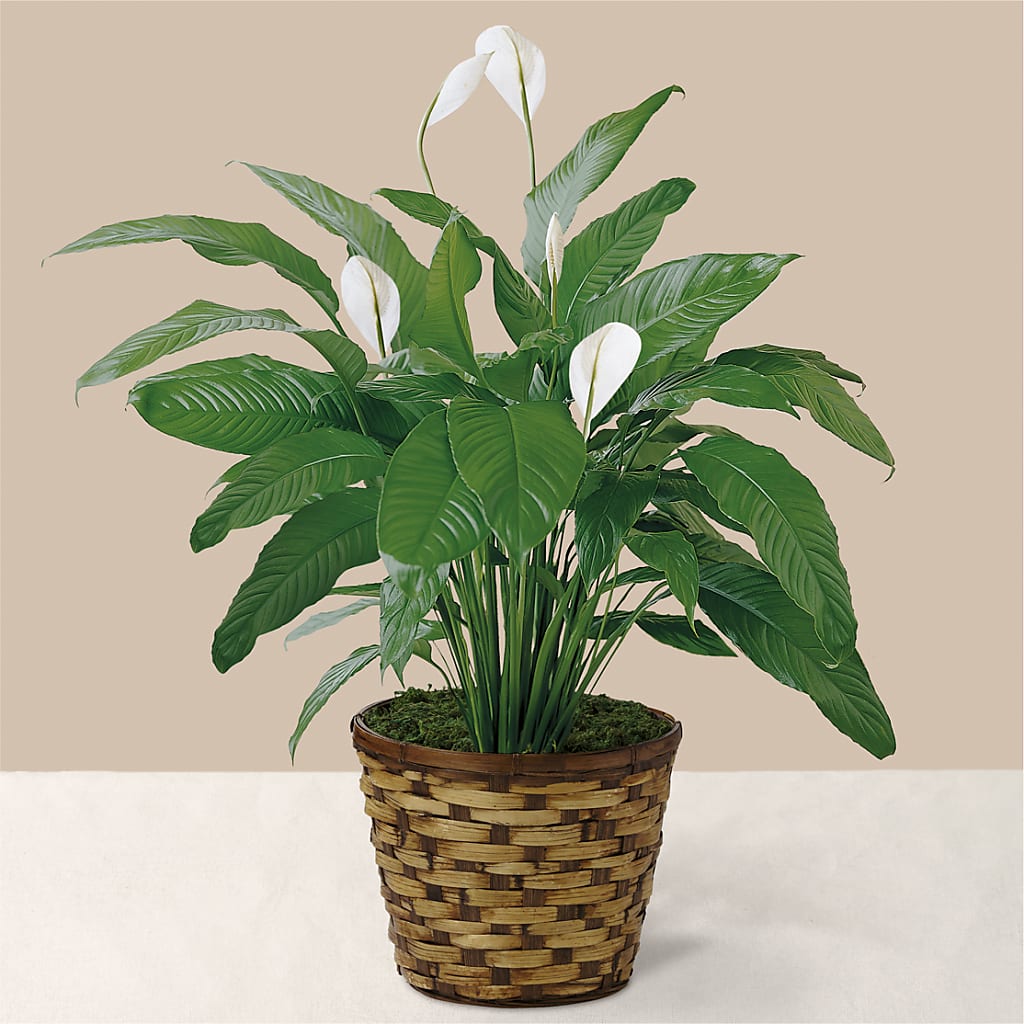 Tranquil Moments Peace Lily Plant – Blossom Street Florist, Lauderhill FL