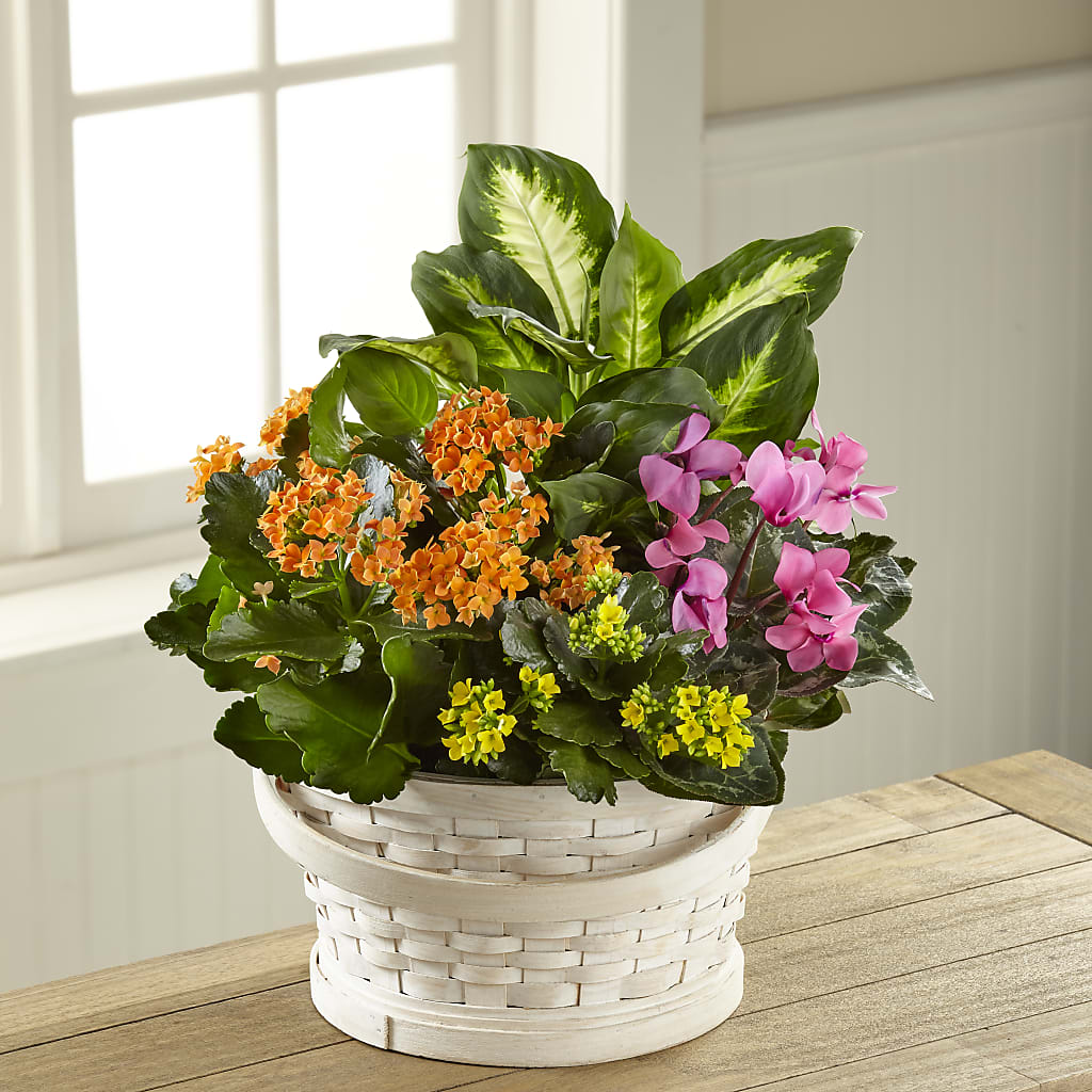Color Crush Dishgarden – Blossom Street Florist, Lauderhill FL