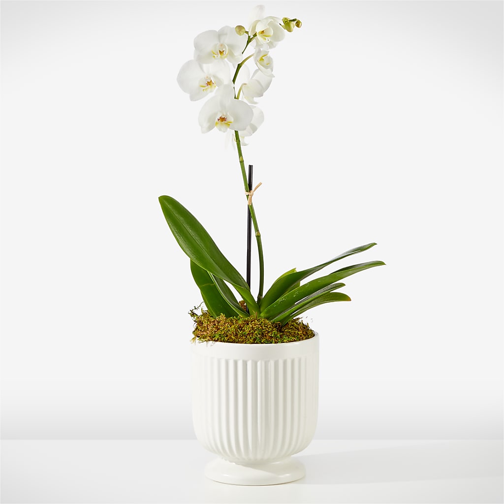Whispering White Orchid – Blossom Street Florist, Lauderhill FL
