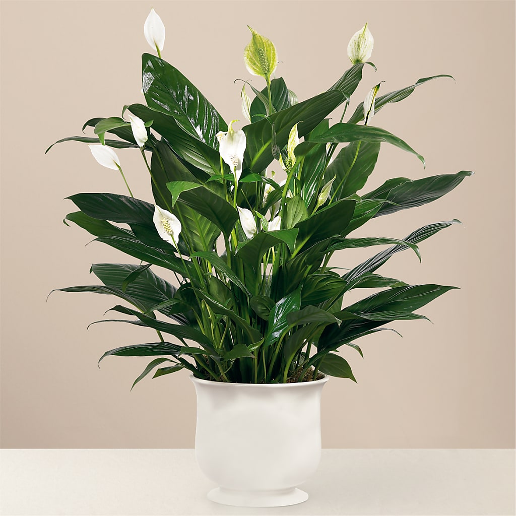 Comfort Planter – Blossom Street Florist, Lauderhill FL