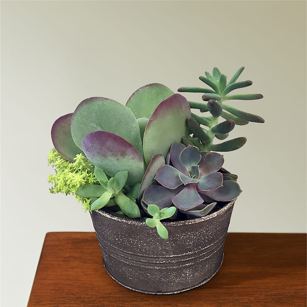 Lush Succulent Garden – Blossom Street Florist, Lauderhill FL