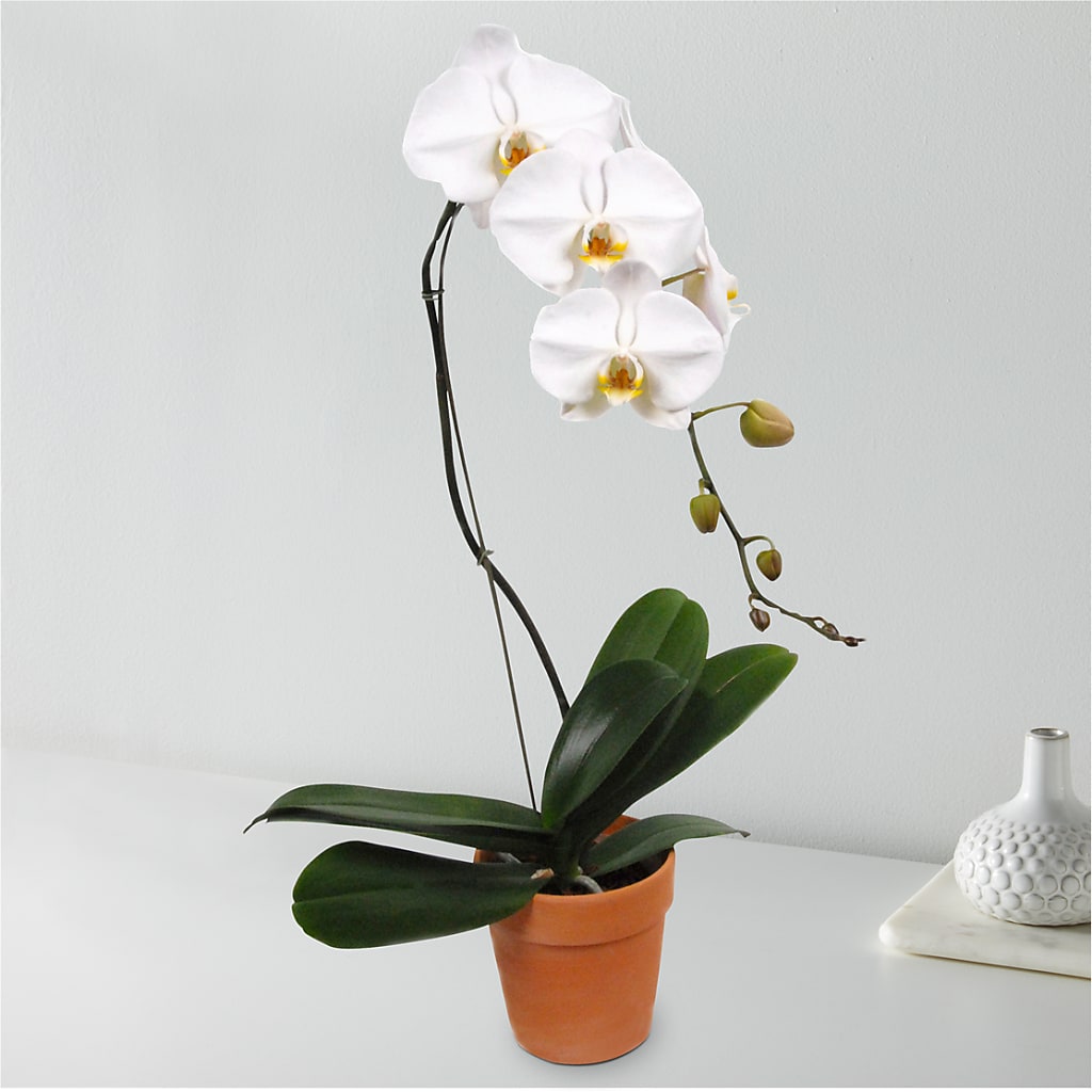 White Cascading Orchid – Blossom Street Florist, Lauderhill FL