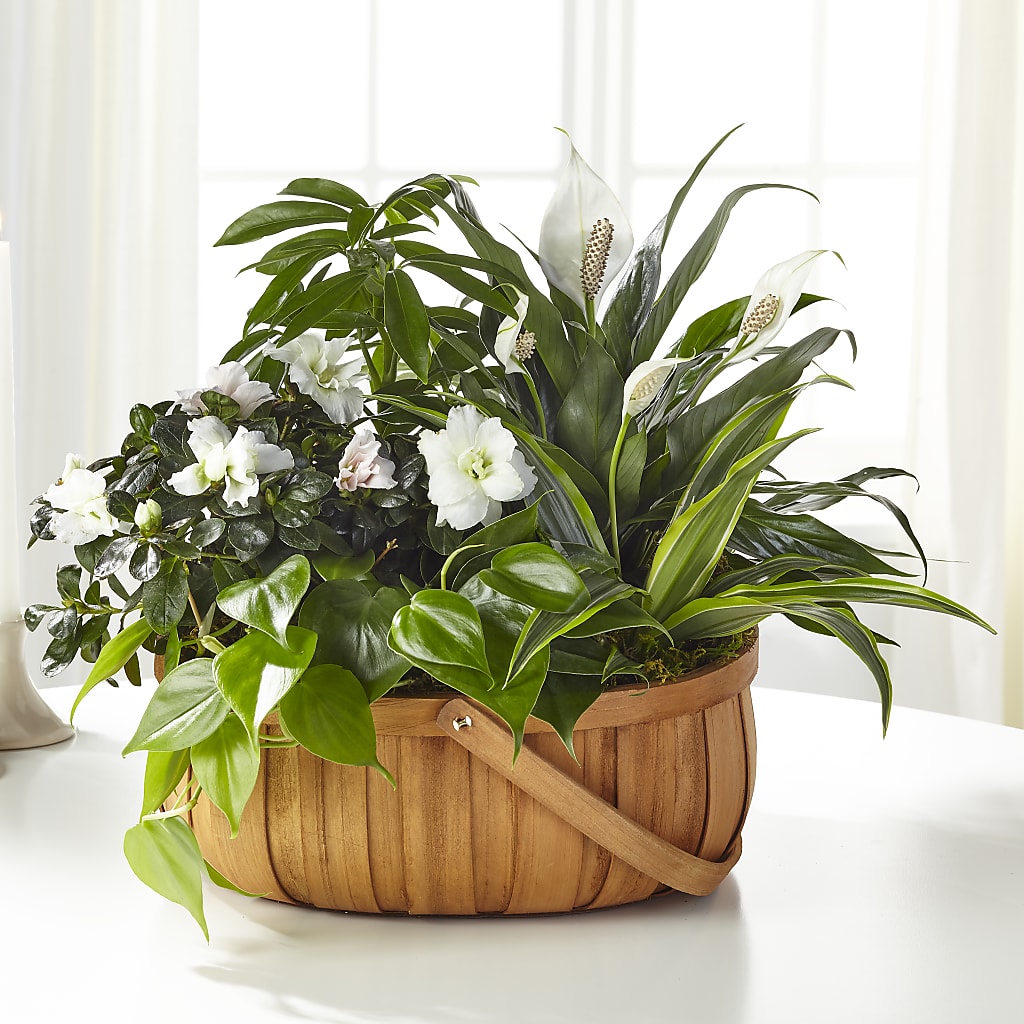 Serene Dishgarden – Blossom Street Florist, Lauderhill FL