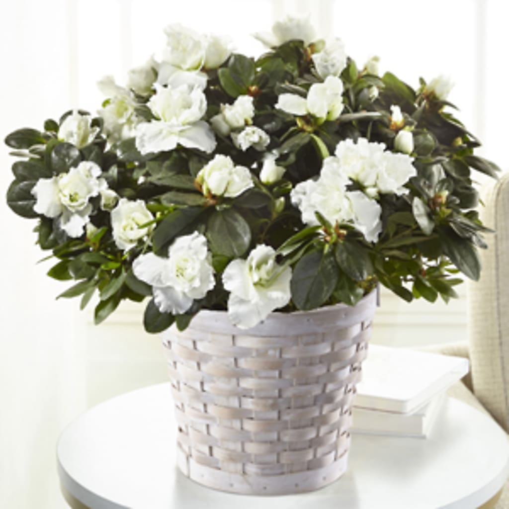White Azalea Plant – Blossom Street Florist, Lauderhill FL