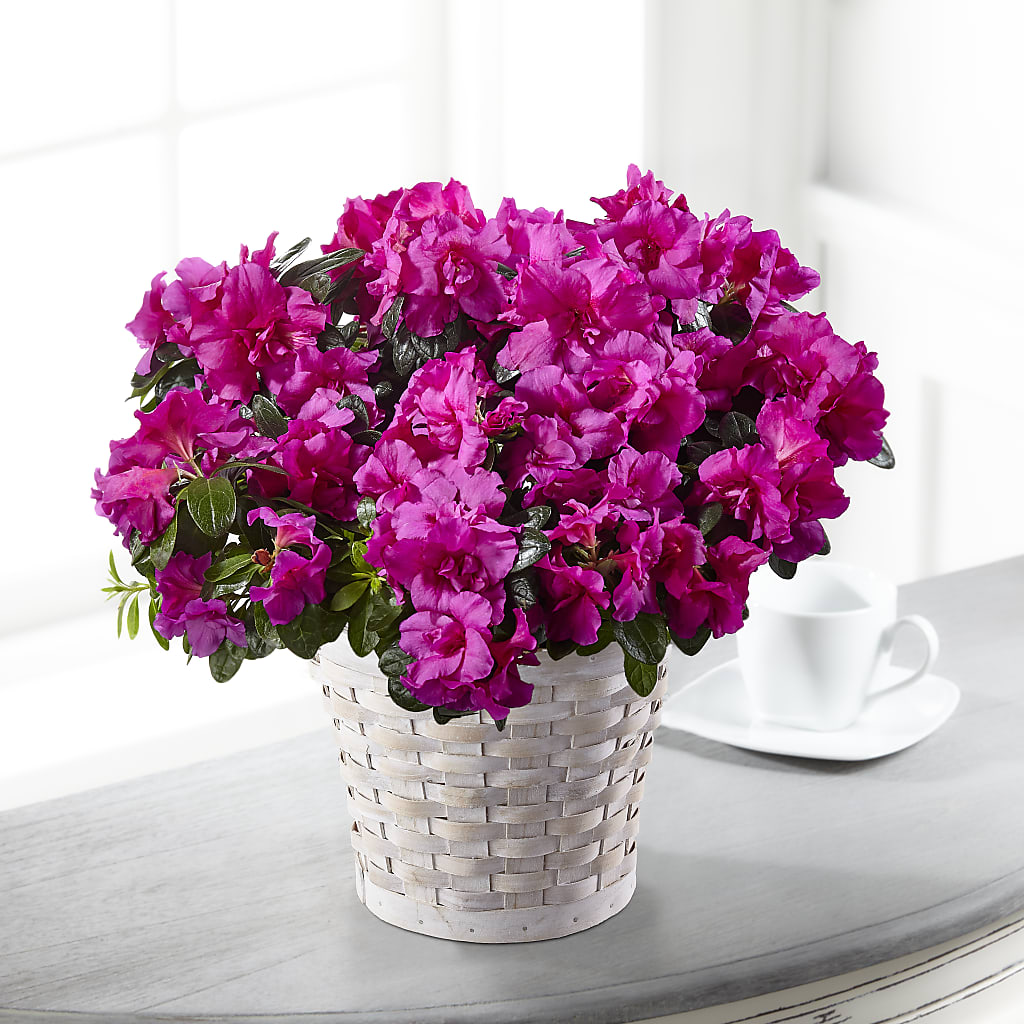 Hope & Serenity Azalea Plant – Blossom Street Florist, Lauderhill FL