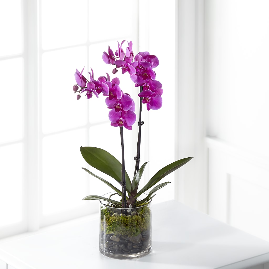 Pink Orchid Plant – Blossom Street Florist, Lauderhill FL