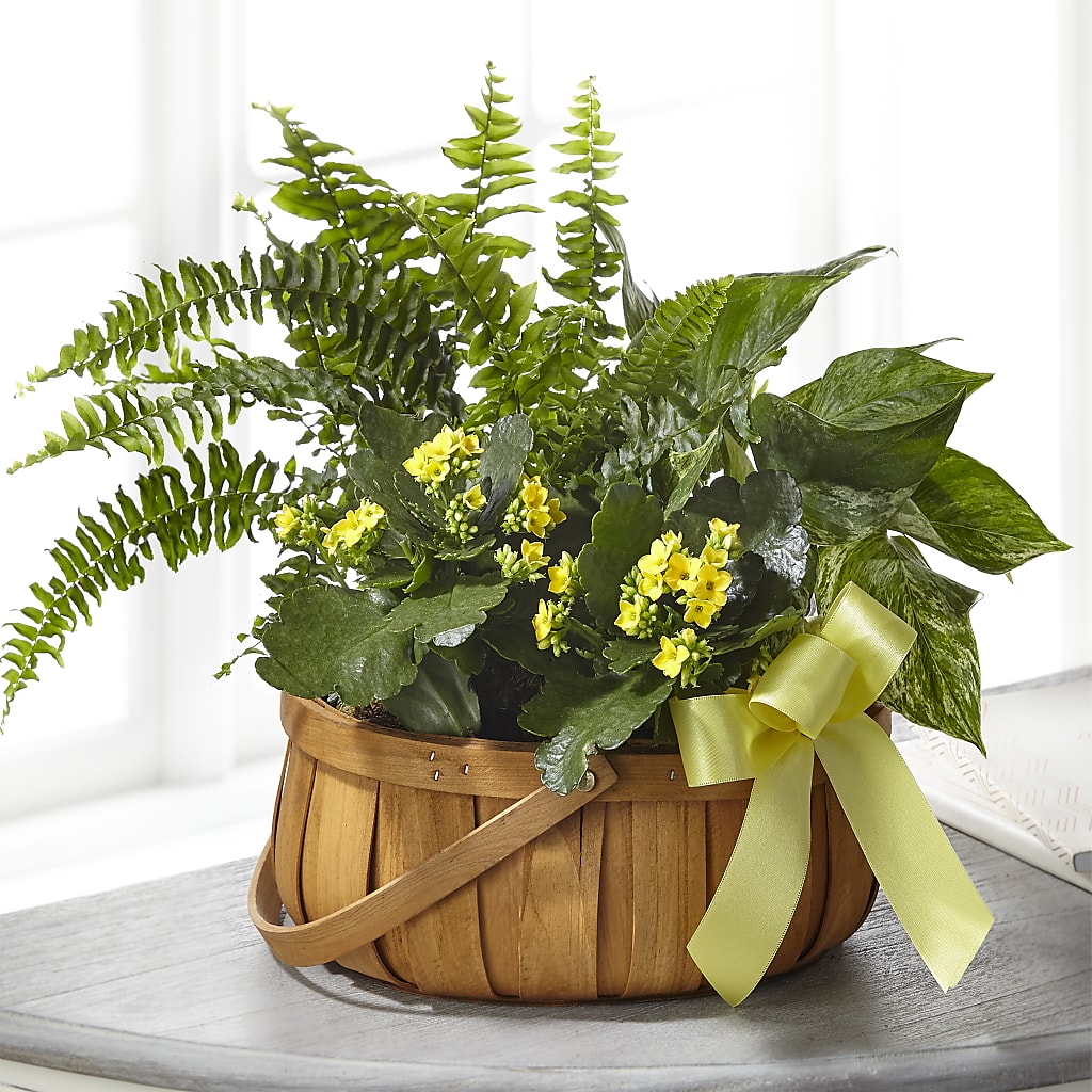 Always Dear Dishgarden – Blossom Street Florist, Lauderhill FL