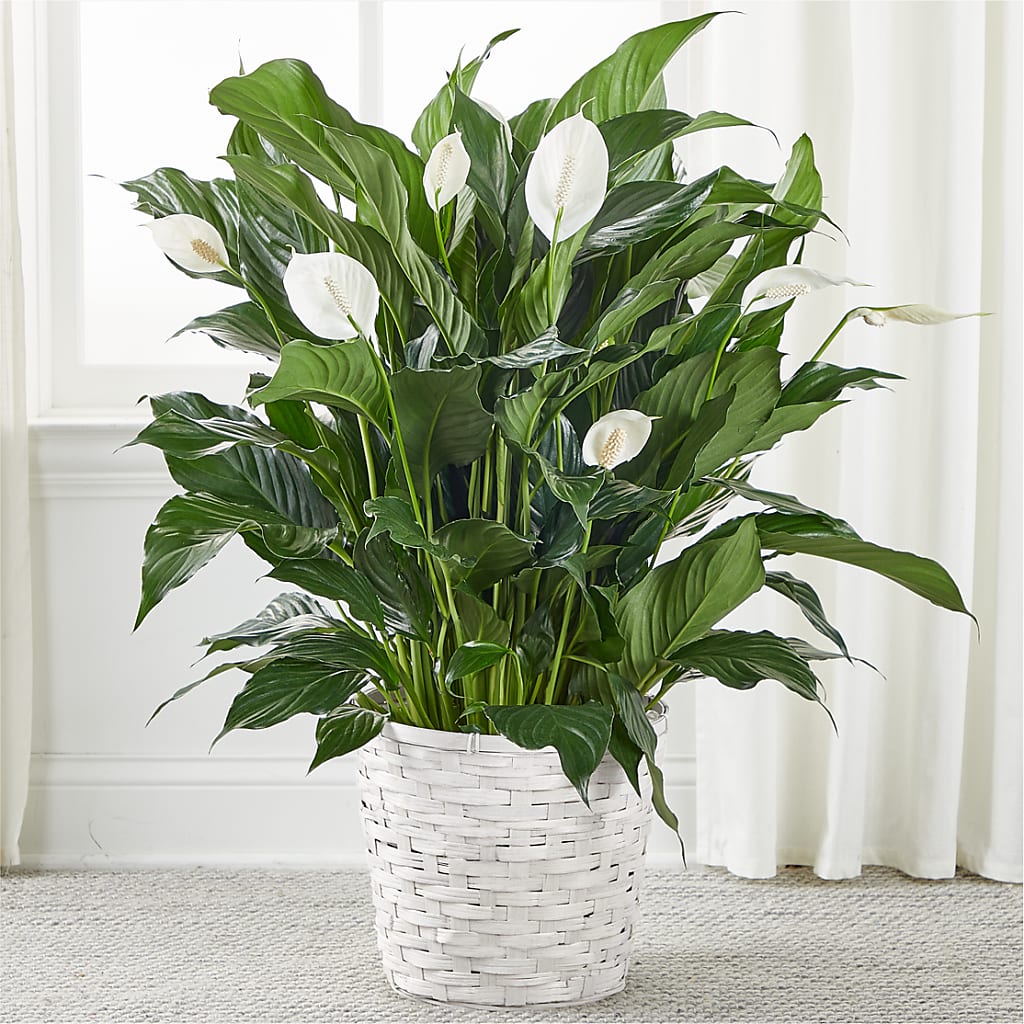 A New Leaf Peace Lily – Blossom Street Florist, Lauderhill FL