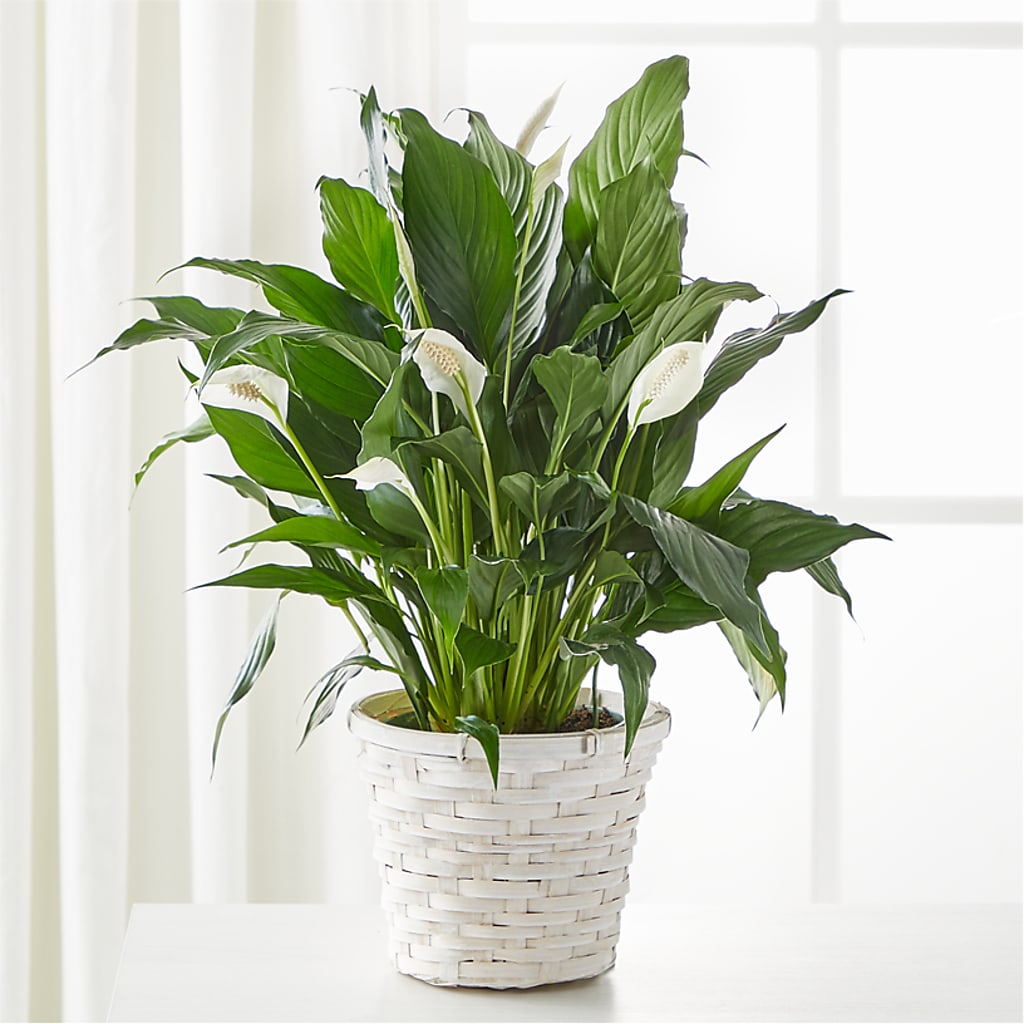 A New Leaf Peace Lily – Blossom Street Florist, Lauderhill FL