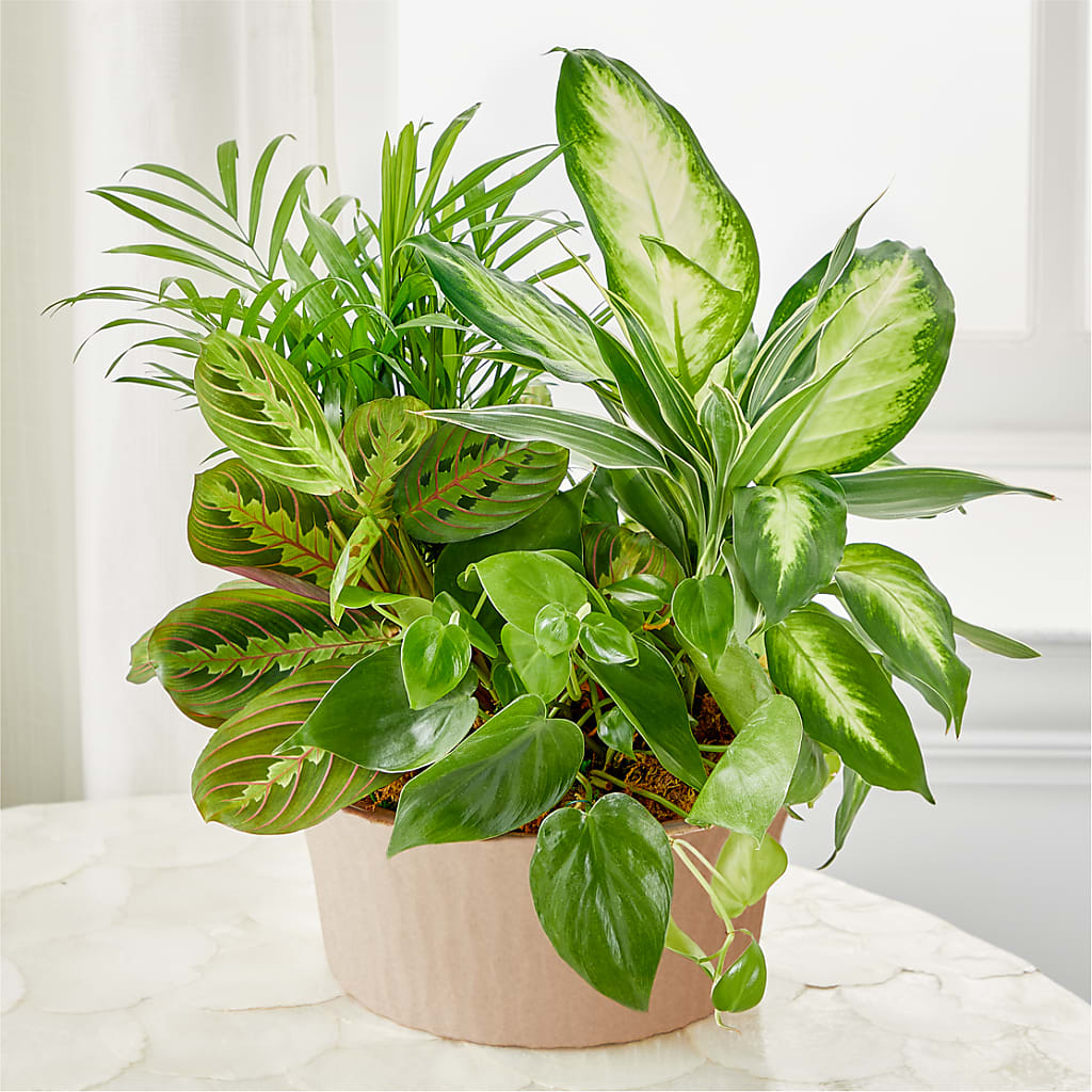 Balance & Harmony Dishgarden – Blossom Street Florist, Lauderhill FL