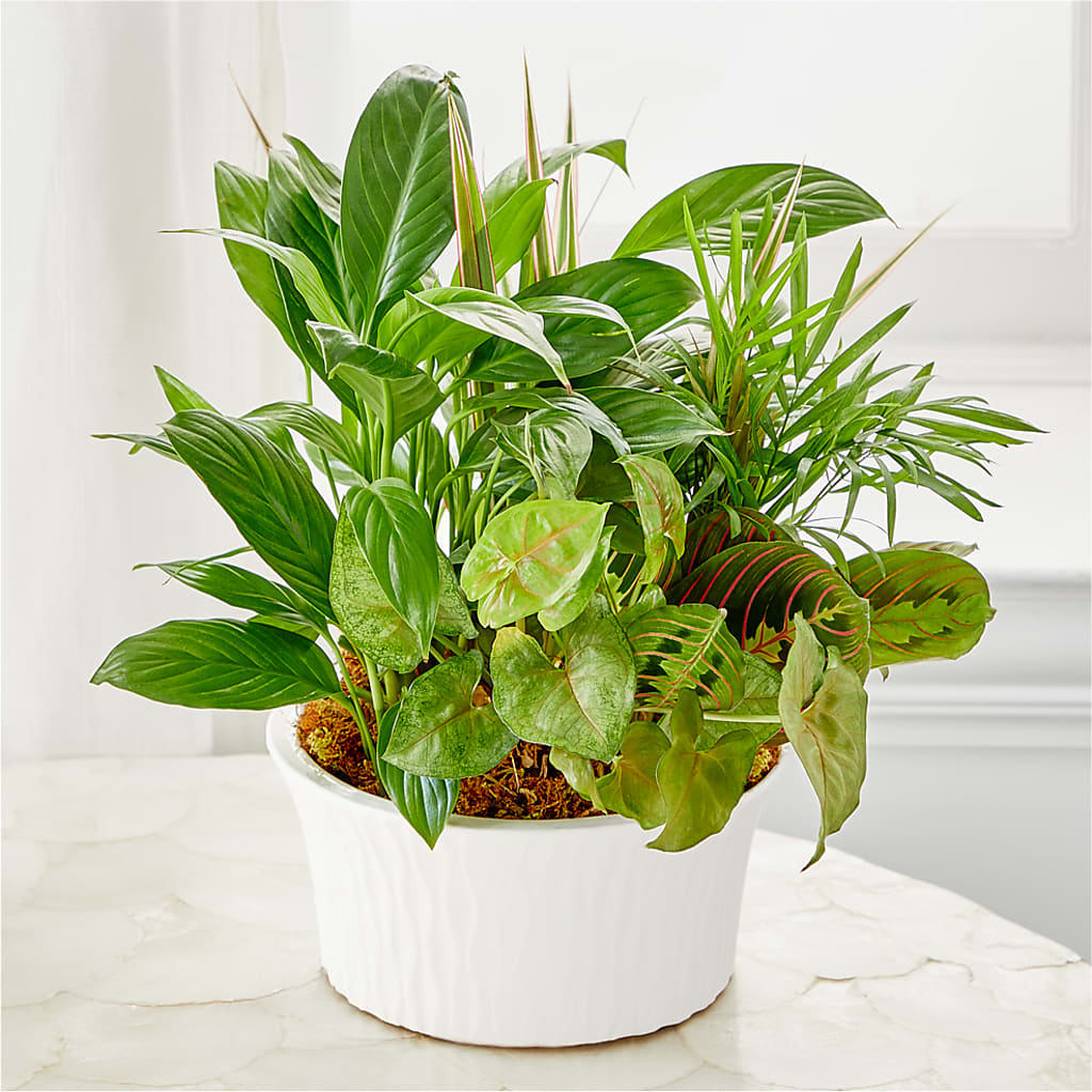 Balance & Harmony Dishgarden – Blossom Street Florist, Lauderhill FL