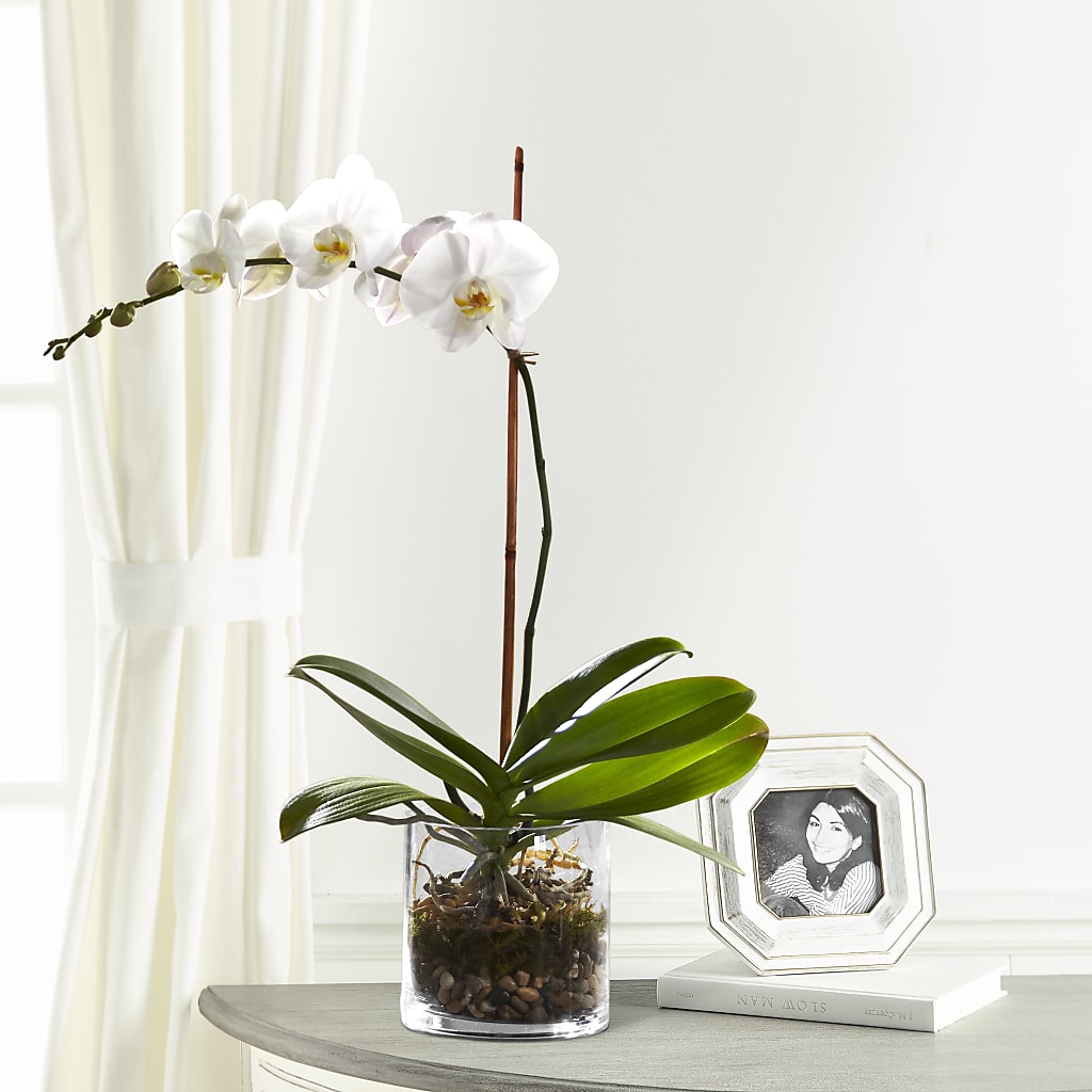 White Orchid Planter – Blossom Street Florist, Lauderhill FL
