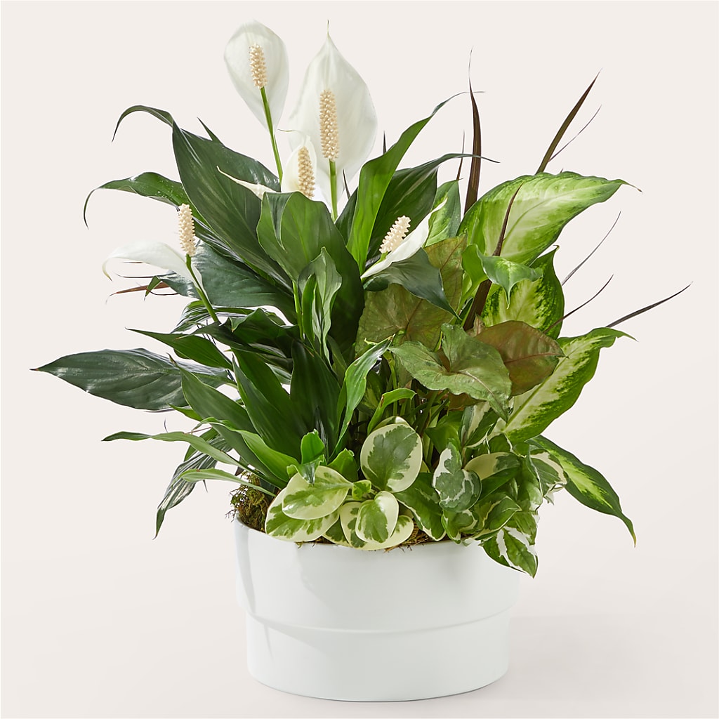 Radiating Positivity Dishgarden – Blossom Street Florist, Lauderhill FL