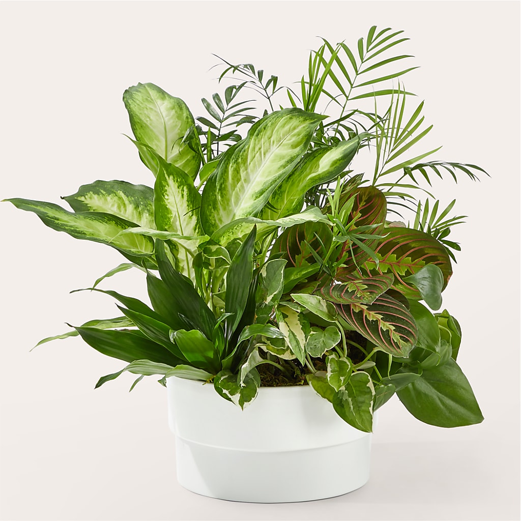 Radiating Positivity Dishgarden – Blossom Street Florist, Lauderhill FL