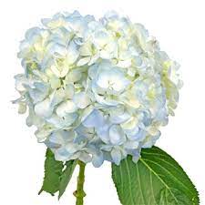 Blue Hydrangea – Blossom Street Florist, Lauderhill FL