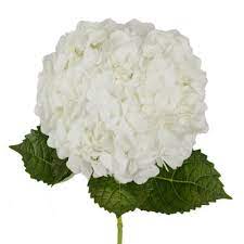 White Hydrangea – Blossom Street Florist, Lauderhill FL