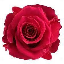 Hot Pink Rose – Blossom Street Florist, Lauderhill FL