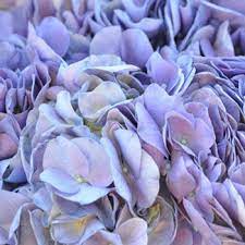 Purple Hydrangeas – Blossom Street Florist, Lauderhill FL