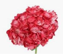 Red Hydrangea – Blossom Street Florist, Lauderhill FL