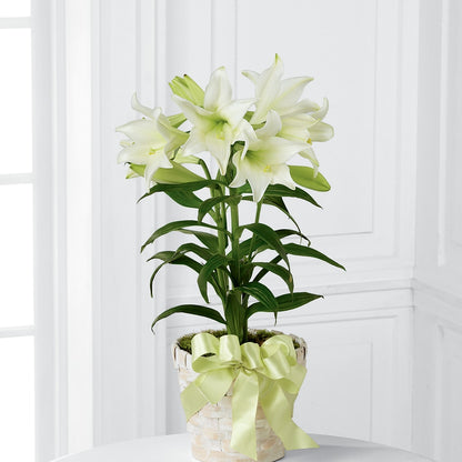 Easter Lily Plant –  Blossom Street Florist, Lauderhill FL