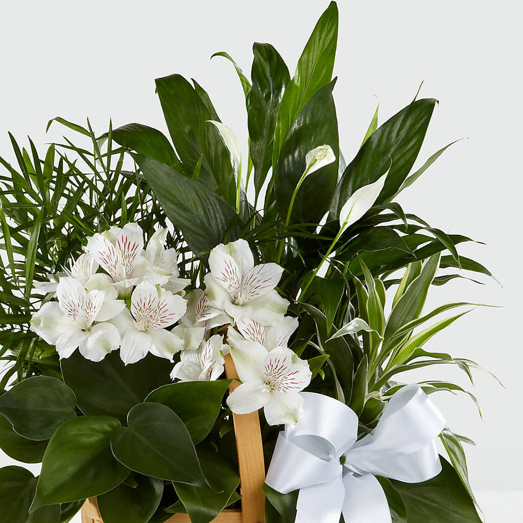 Peace & Serenity Dishgarden –  Blossom Street Florist, Lauderhill FL
