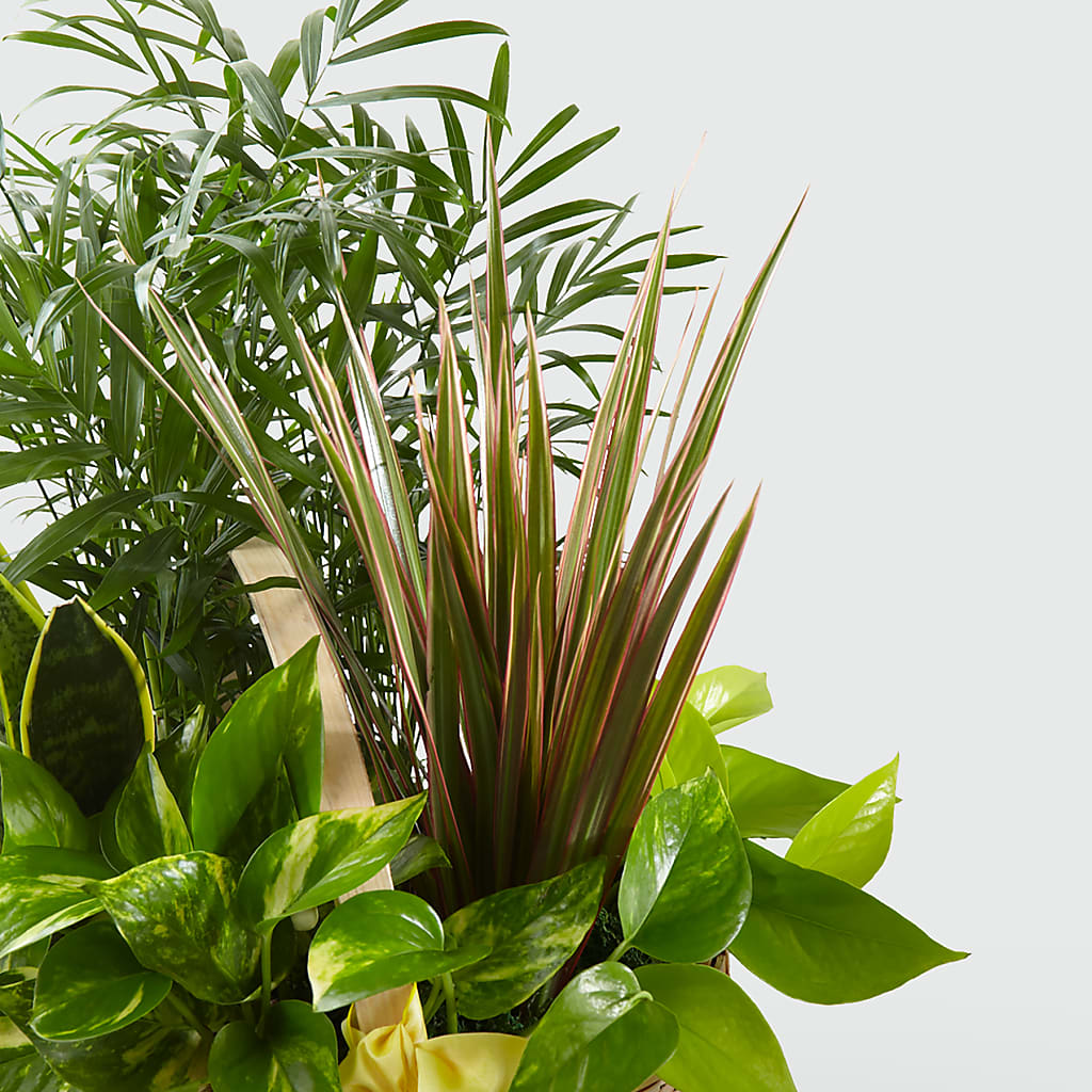 French Garden –  Blossom Street Florist, Lauderhill FL