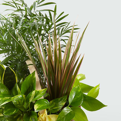 French Garden –  Blossom Street Florist, Lauderhill FL