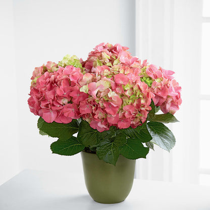 Pink Hydrangea Planter –  Blossom Street Florist, Lauderhill FL