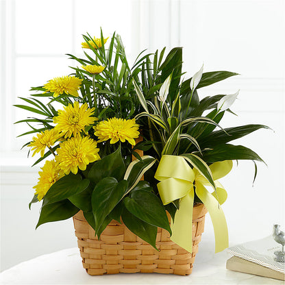 Loving Light Dishgarden –  Blossom Street Florist, Lauderhill FL