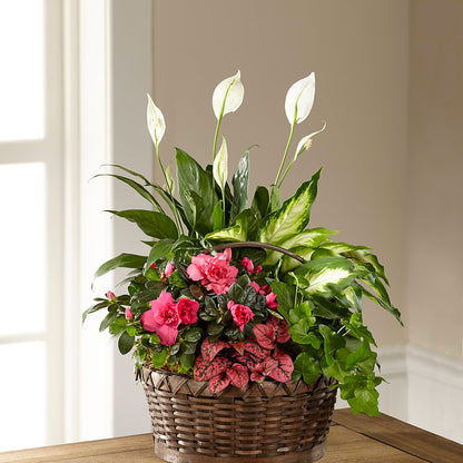 Dream in Pink Dishgarden –  Blossom Street Florist, Lauderhill FL
