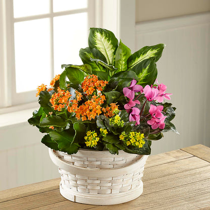 Color Crush Dishgarden –  Blossom Street Florist, Lauderhill FL