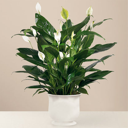 Comfort Planter –  Blossom Street Florist, Lauderhill FL