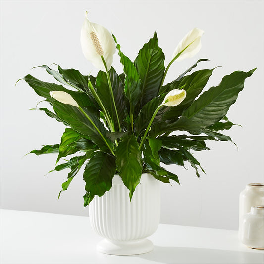 Comfort Planter –  Blossom Street Florist, Lauderhill FL