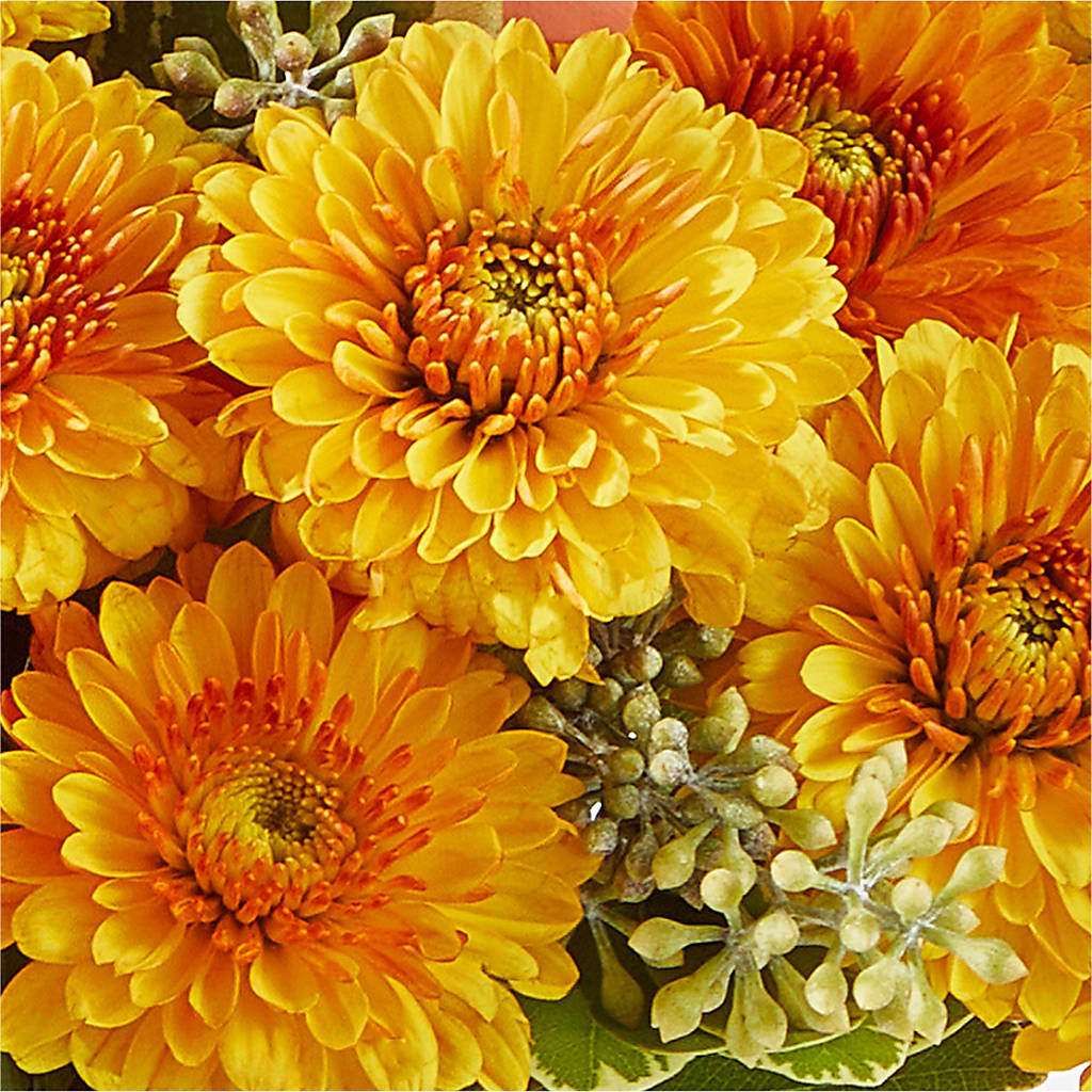 Peachy Pumpkin –  Blossom Street Florist, Lauderhill FL