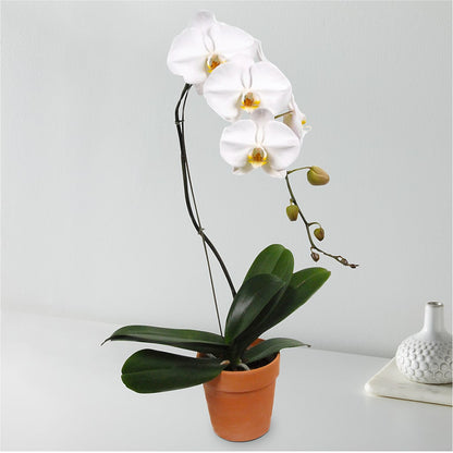 White Cascading Orchid –  Blossom Street Florist, Lauderhill FL