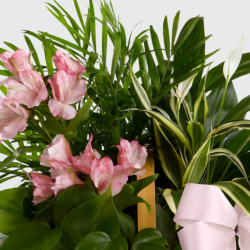 Living Spirit Dishgarden –  Blossom Street Florist, Lauderhill FL