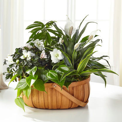 Serene Dishgarden –  Blossom Street Florist, Lauderhill FL