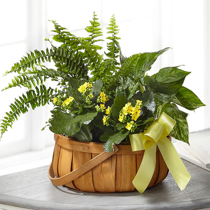 Always Dear Dishgarden –  Blossom Street Florist, Lauderhill FL