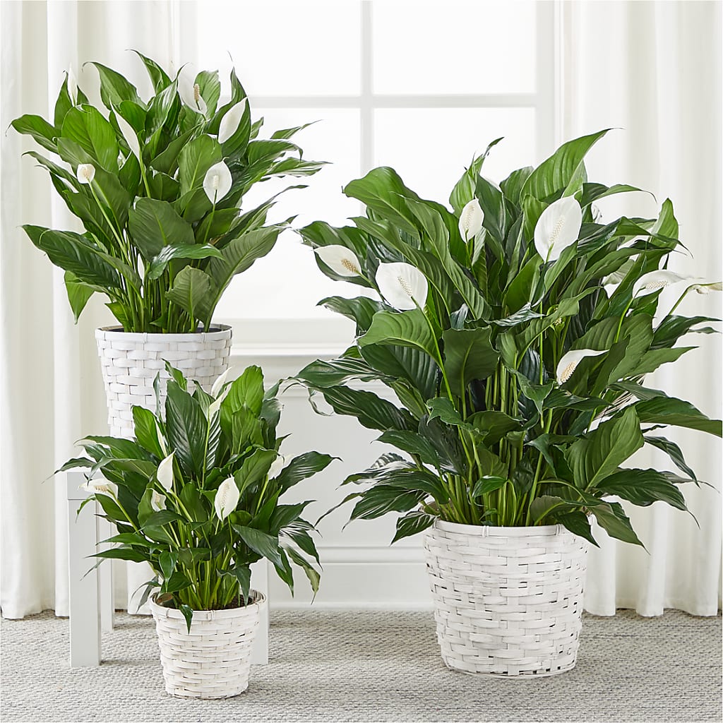 A New Leaf Peace Lily –  Blossom Street Florist, Lauderhill FL