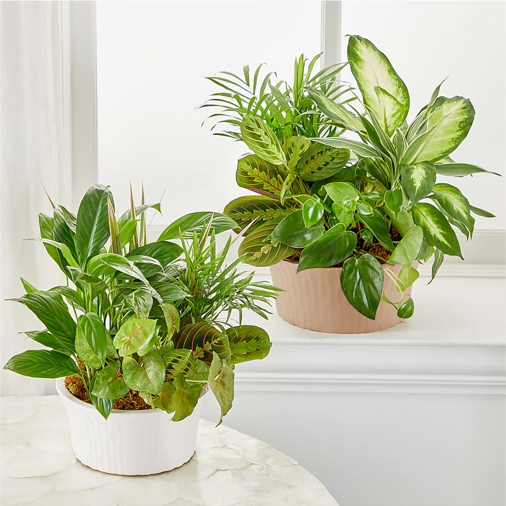 Balance & Harmony Dishgarden –  Blossom Street Florist, Lauderhill FL