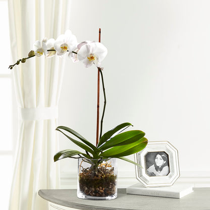 White Orchid Planter –  Blossom Street Florist, Lauderhill FL
