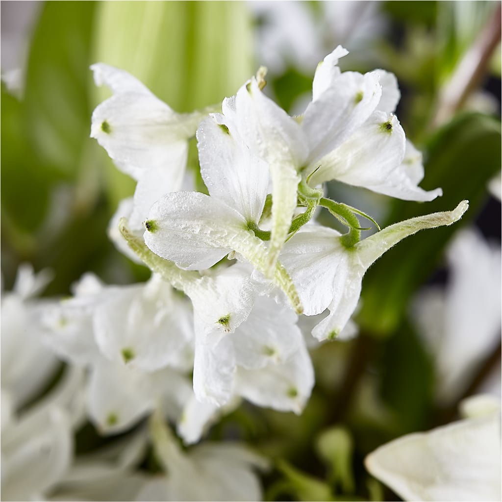 Classic Ivory – A Florist Original –  Blossom Street Florist, Lauderhill FL