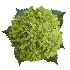 Mini-Green Hydrangea